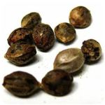 Семена марихуаны АК-47  (Seeds AK-47) в Урае